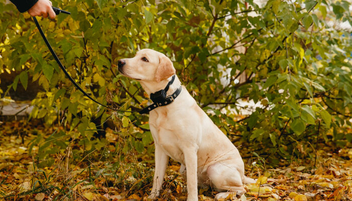 6 benefits of invisible wireless electric dog fences