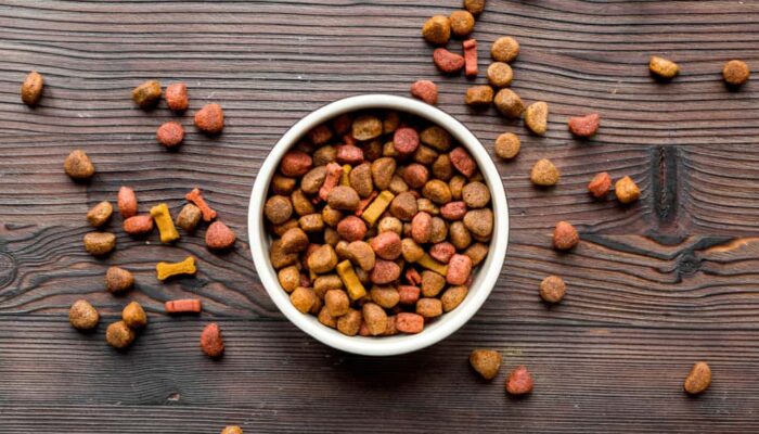 Popular types of dog food and tips to choose